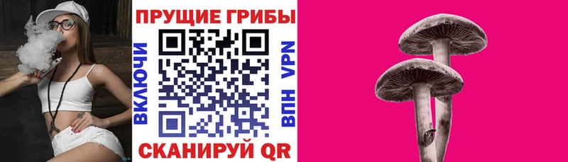 Псилоцибиновые грибы Psilocybe  Кяхта 